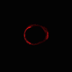 Illustration for article titled Gravitational Lens Creates A Perfect Einstein Ring Across The Universe